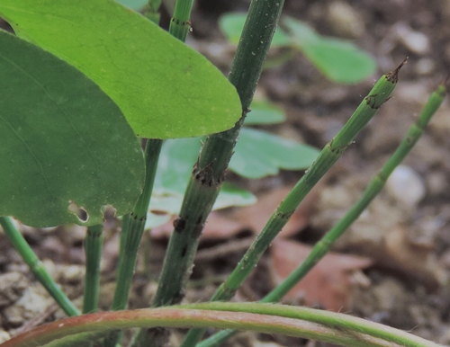 Equisetum sp.